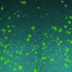 European Cotton Elastane Jersey, Oeko Tex, Chameleon Skin Persian Jade