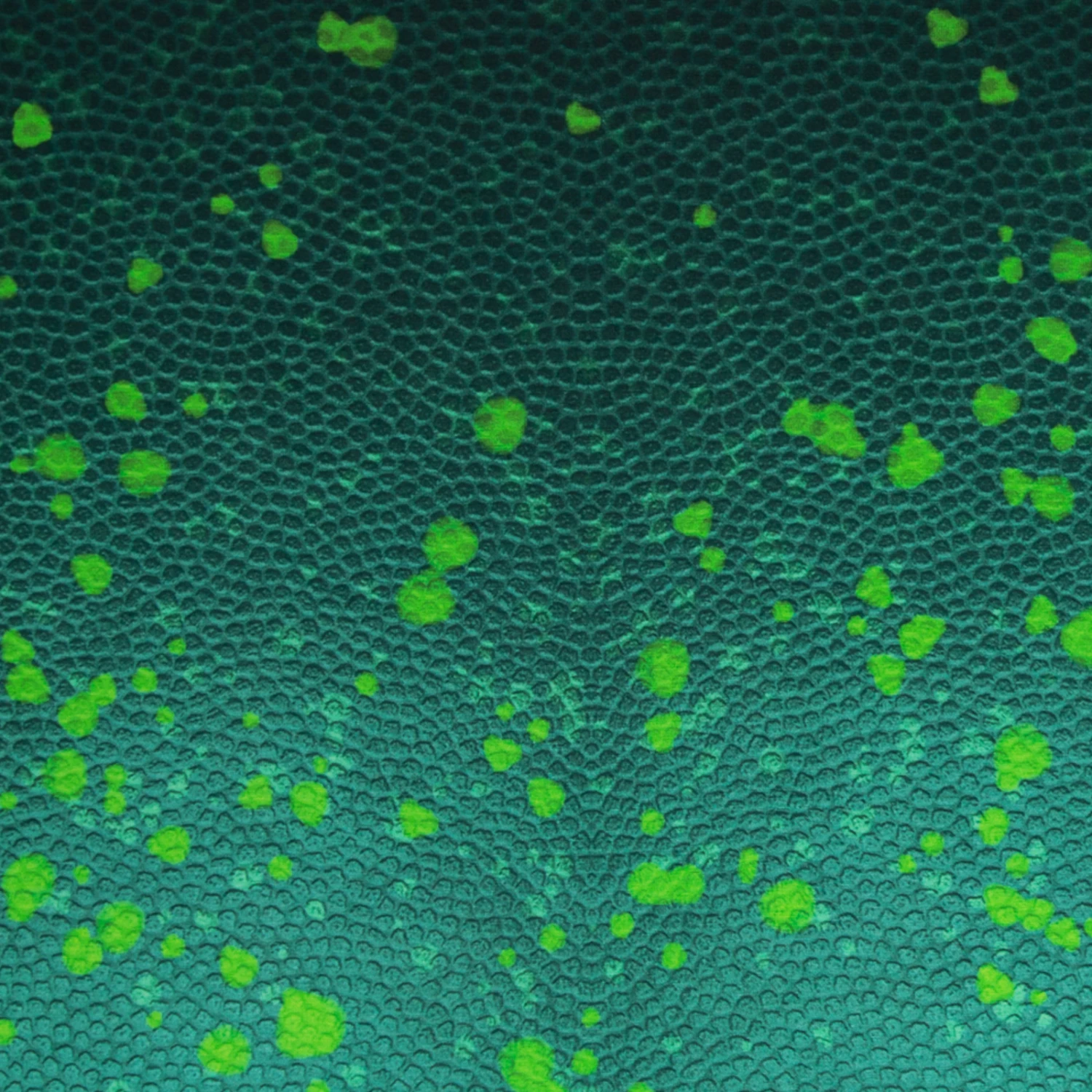 European Cotton Elastane Jersey, Oeko Tex, Chameleon Skin Persian Jade 1 European Cotton Elastane Jersey, Oeko Tex, Chameleon Skin Persian Jade